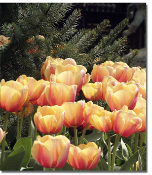 Image of yellow tulips