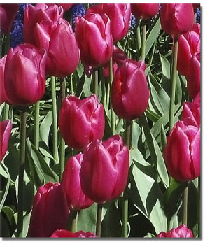 Image of red tulips.